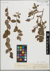 Foto von Salix livida Wahlenb.